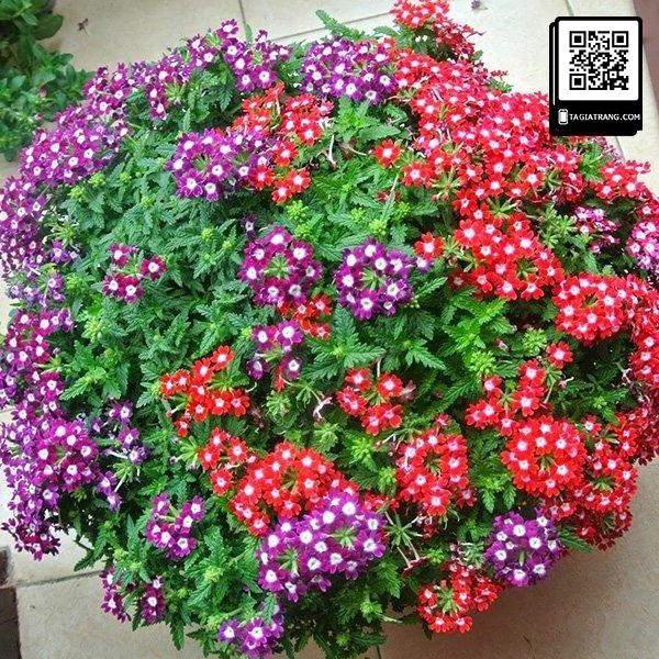 Hạt Giống Hoa Cúc Vân Anh Mix -