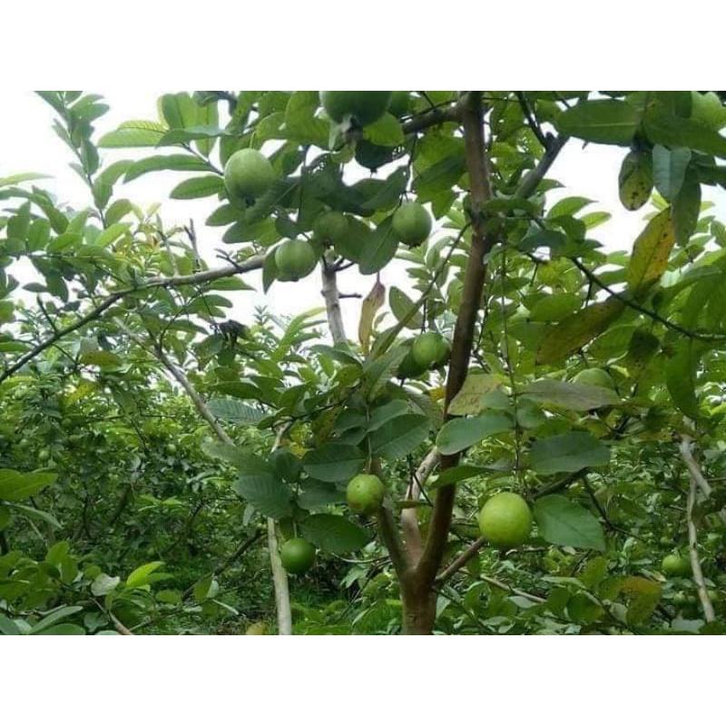 Cây giống ổi Đông Dư-ổi găng cho quả quanh năm