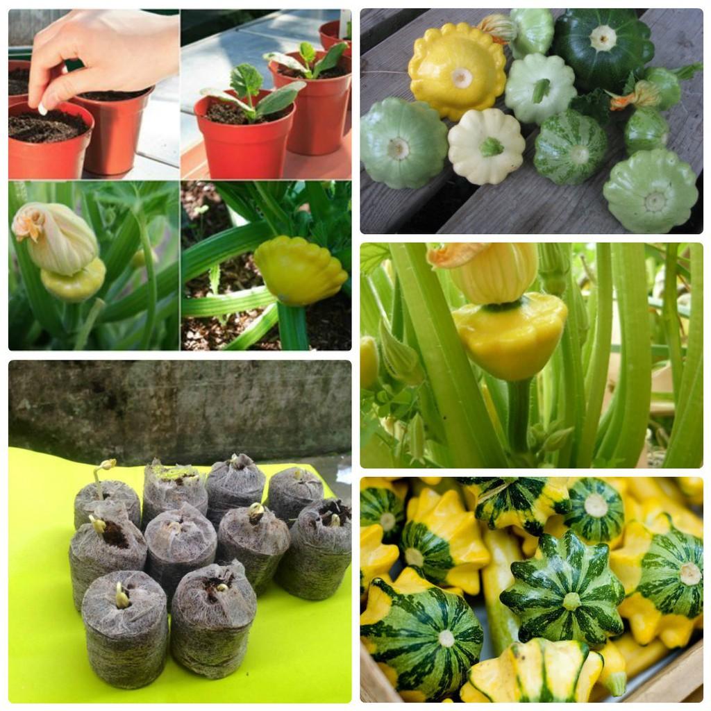 Hạt Giống Bí Đĩa Bay Mix