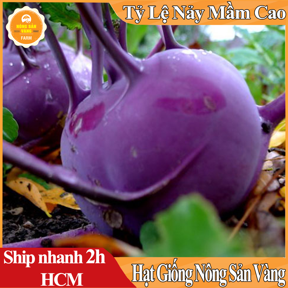 Hạt Giống Su Hào Tím, Dễ Trồng, Dinh Dưỡng Cao Mà Lại Đẹp Mắt - Nông Sản Vàng