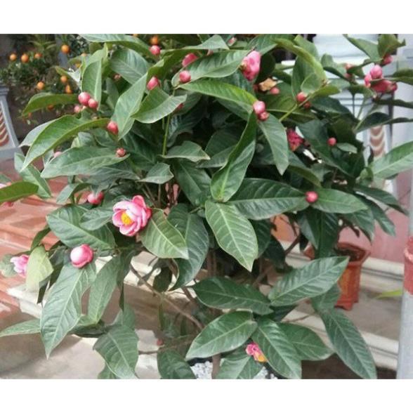 HOA HẢI ĐƯỜNG ĐỎ - BẦU CÂY SIZE NHỠ + Tặng 01 cây dâu da đất