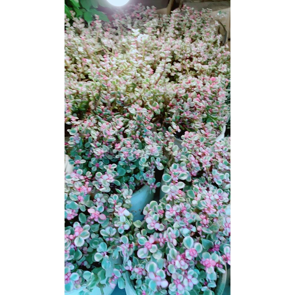 Chậu Cây Cành Vàng Lá Ngọc