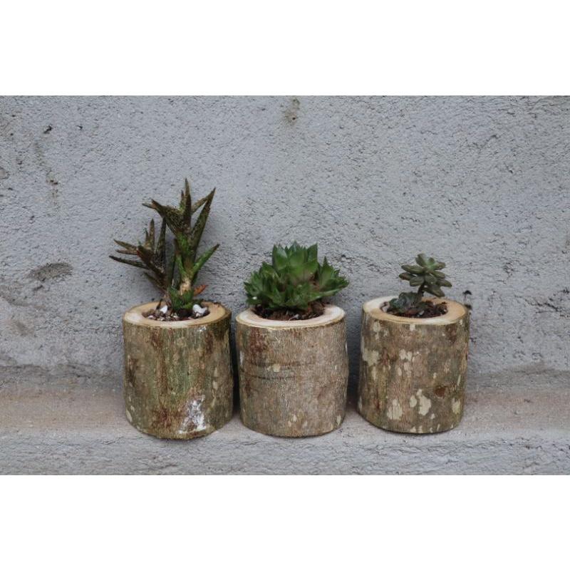 Chậu gỗ tròn trồng sen đá