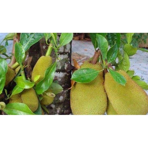 cây giống MÍT TỐ NỮ siêu quả - cây giống chuẩn F1