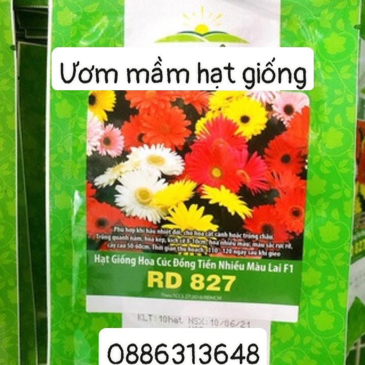 Cúc đồng tiền nhiều màu