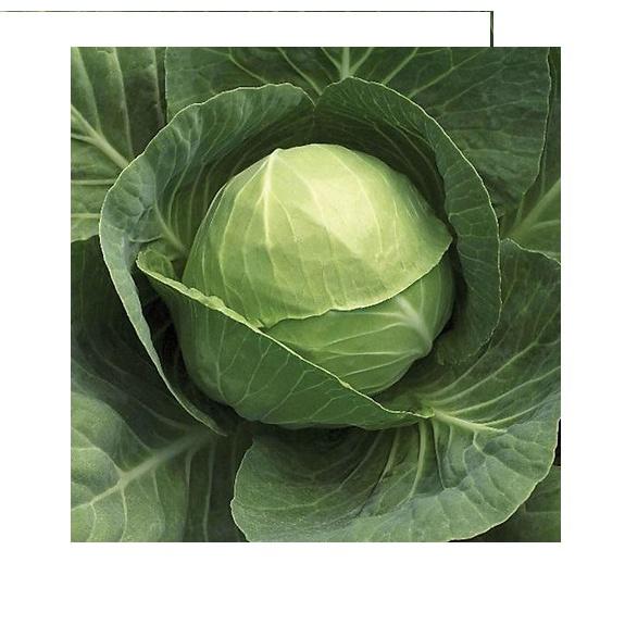 Hạt giống bắp cải chịu nhiệt 0.5gram