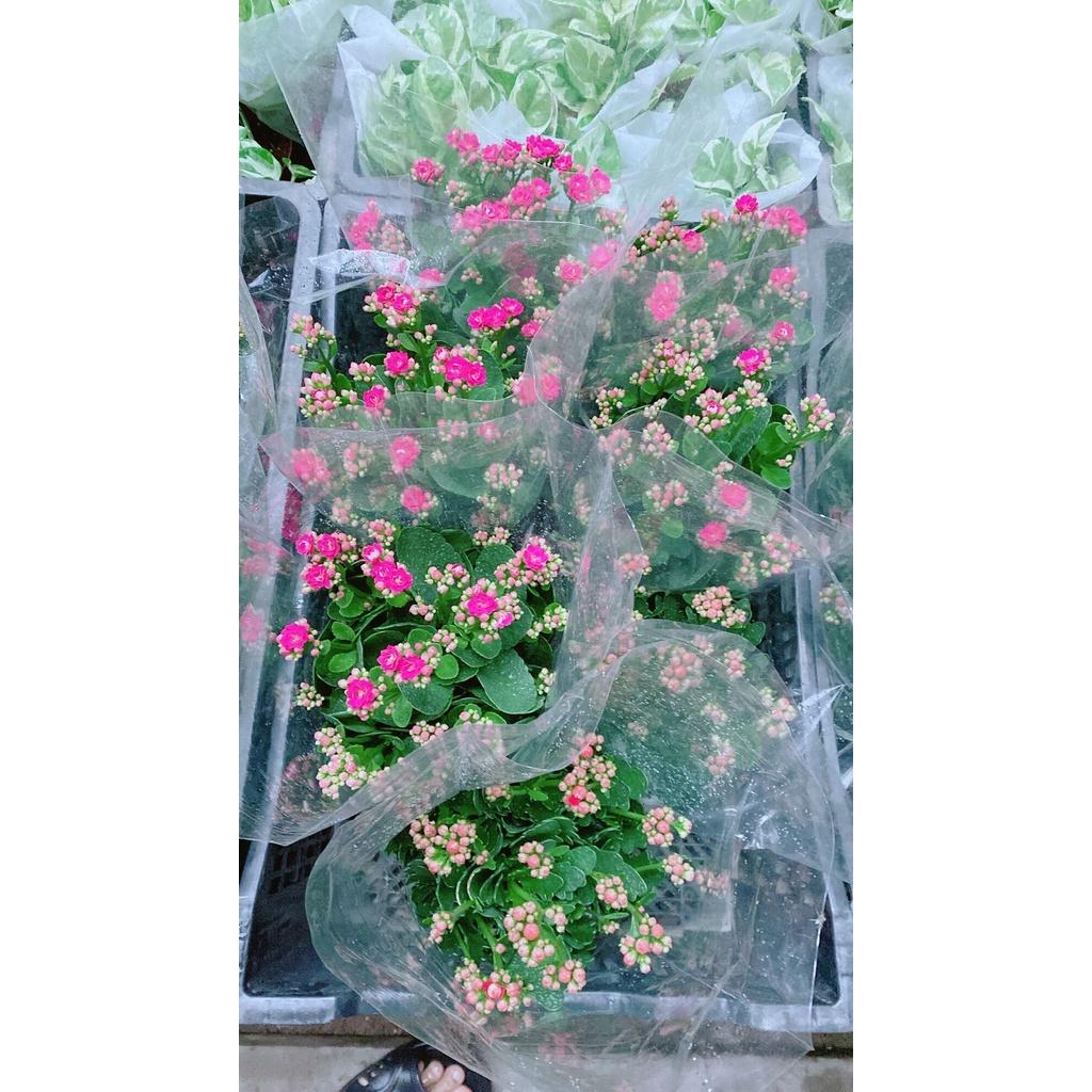 Cây Sống Đời Thái