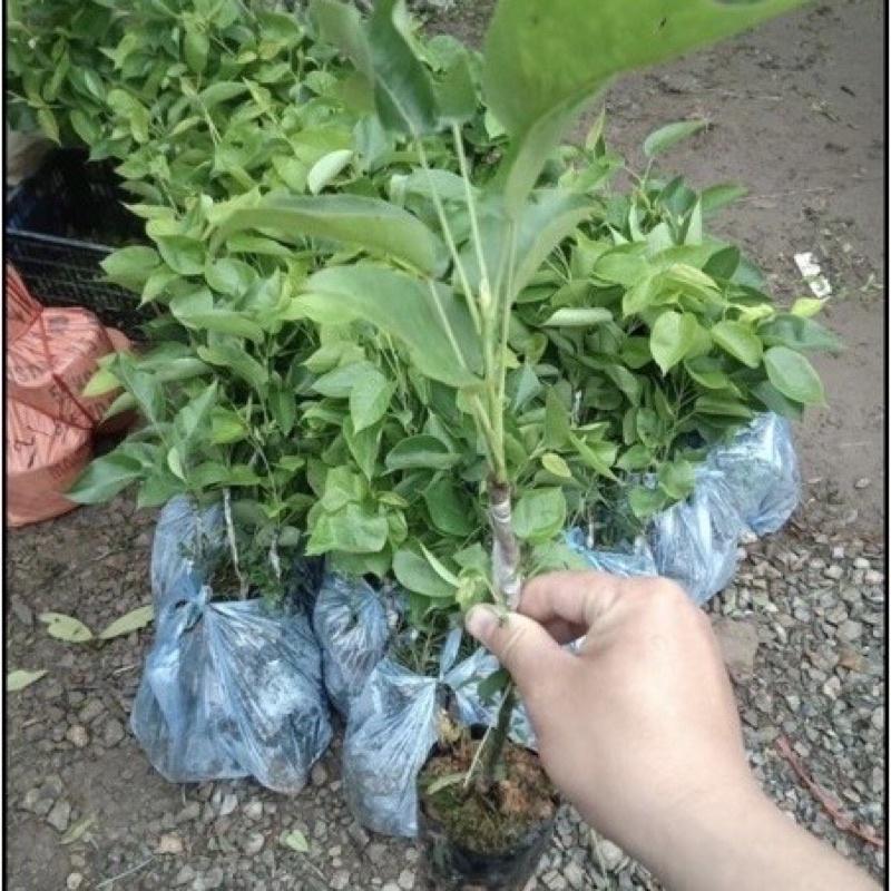 Cây giống lê nâu cho quả vỏ mỏng ăn giòn, ngọt, thơm, nhiều nước
