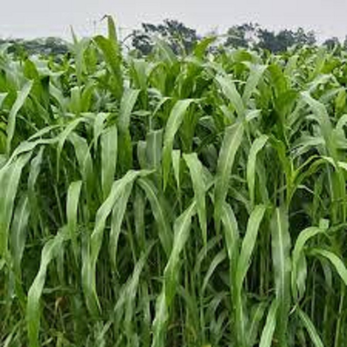 Hạt Giống Cỏ chăn nuôi SUDAN lai ,cỏ ngô - Gói 500gram