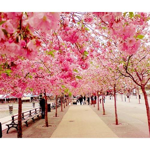 Hạt giống hoa anh đào nhật 10 hat