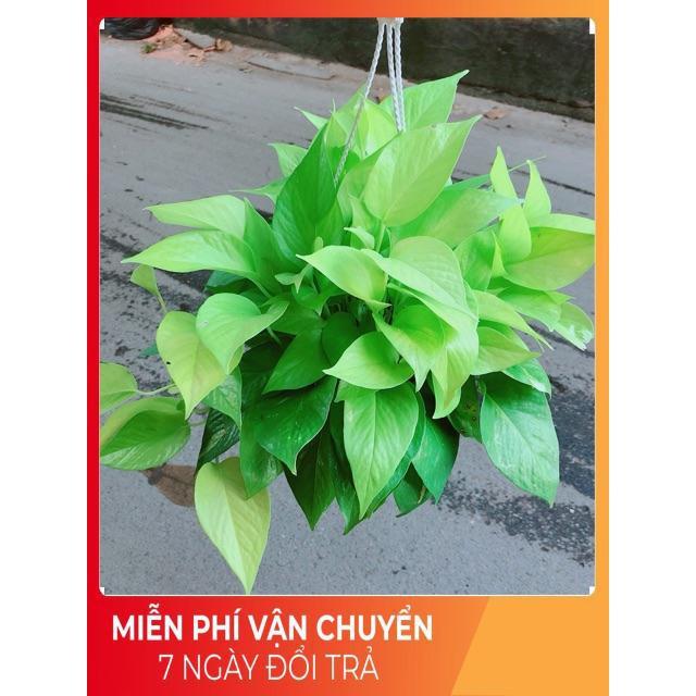 Trầu Bà Thái Vàng Size Đại