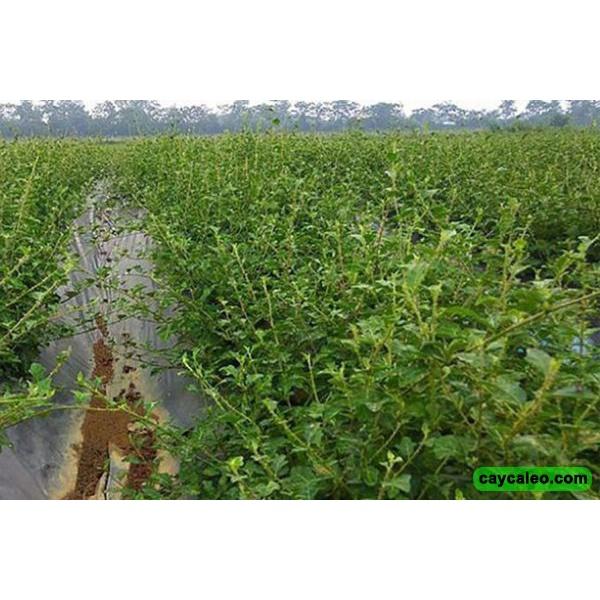 CÂY DƯỢC LIỆU- CÂY CÀ GAI LEO GIỐNG - GIẢ ĐỘC MÁT GAN - BÁN SỈ