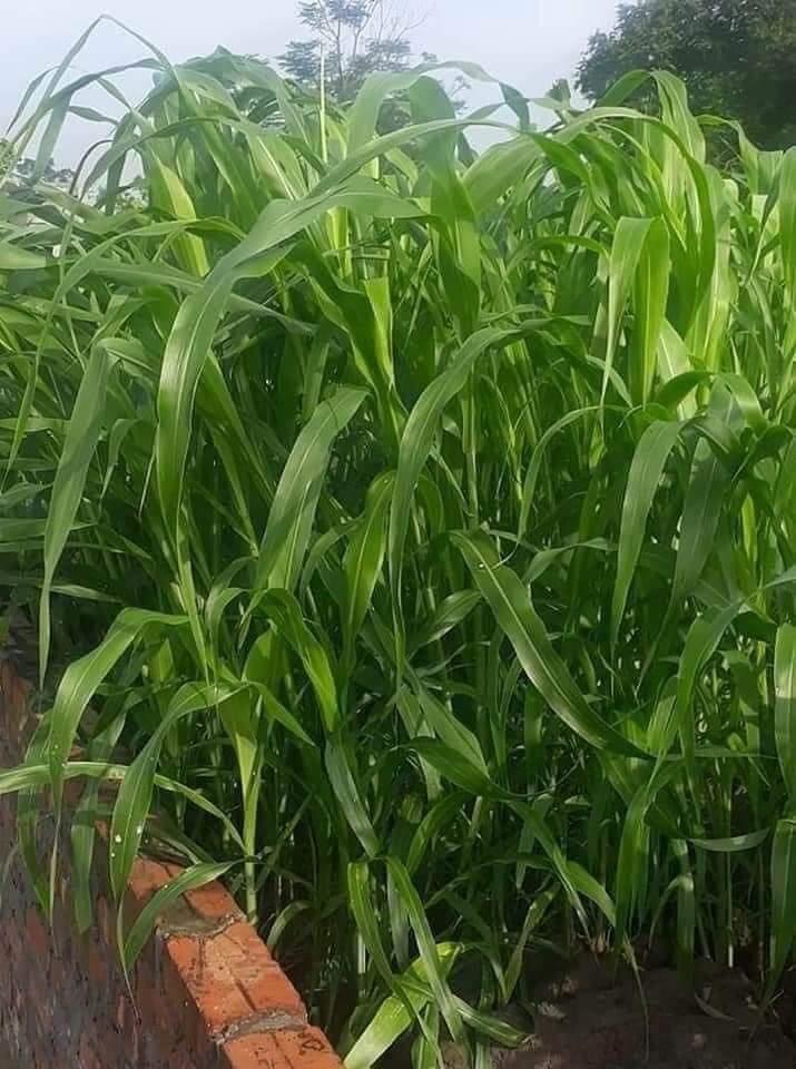 Combo 3 loại hạt giống cỏ chăn nuôi
