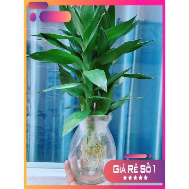 Chậu Phát Tài Búp Sen
