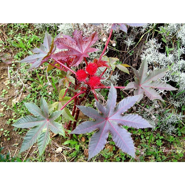 Cây giống cây thầu dầu tía đỏ tươi