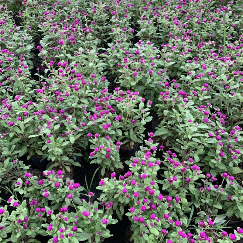 Cây cúc bách nhật cao 15cm, cây hoa cảnh nở rực rỡ trồng trang trí sân vườn, ven đường và công viên