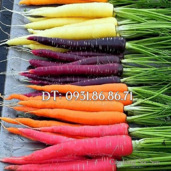Hạt giống củ cải 7 màu – Bịch 10 hạt – Mã số 1008