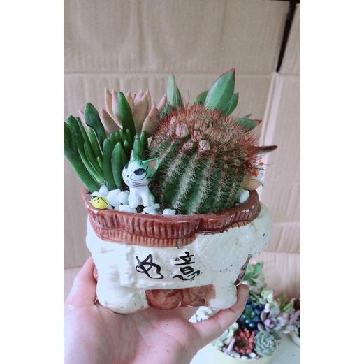 Chậu Sen Đá Xương Rồng Tiểu Cảnh