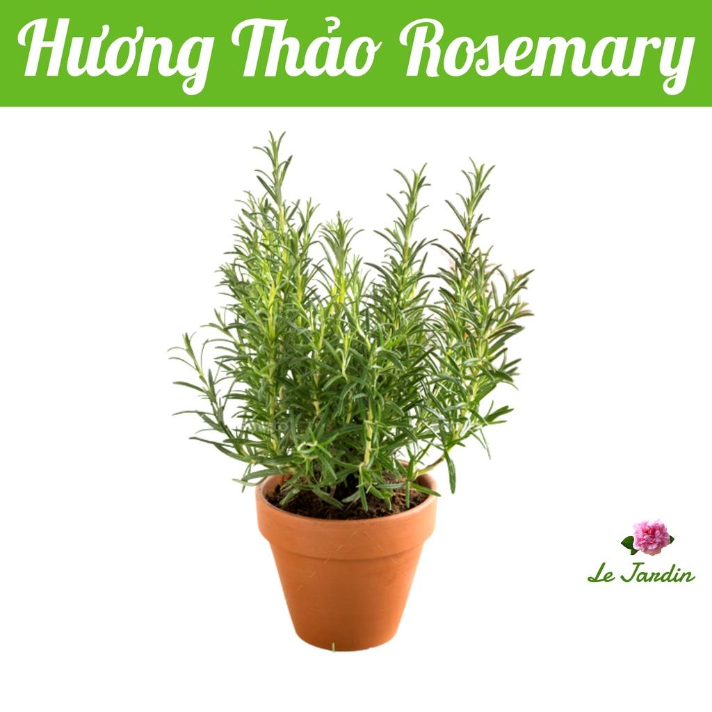 Hạt giống Hương Thảo Rosemary 230 gói 0.03gr