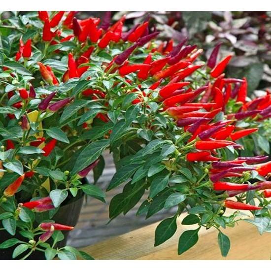 Hạt giống ớt chùm đỏ siêu cay Thái Lan - gói 0.5gram - 95 hạt
