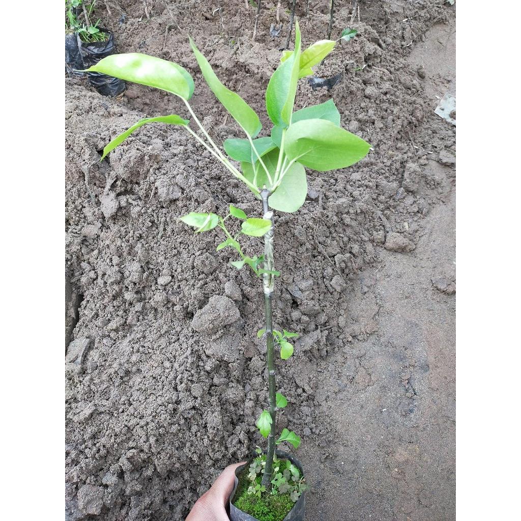 Cây giống lê nâu, lê vàng