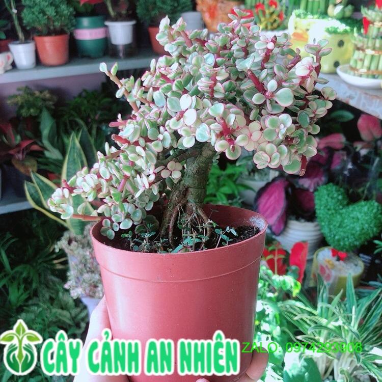 Cành Vàng Lá Ngọc Thân Cổ Thụ