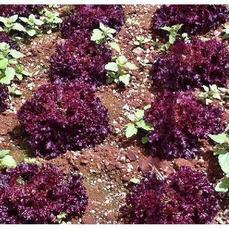 Hạt giống rau xà lách xoăn tím cao sảo KNS3205 - Gói 0.2gram