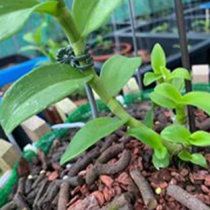 Hoa phong lan phi điệp - ngọc viễn đông