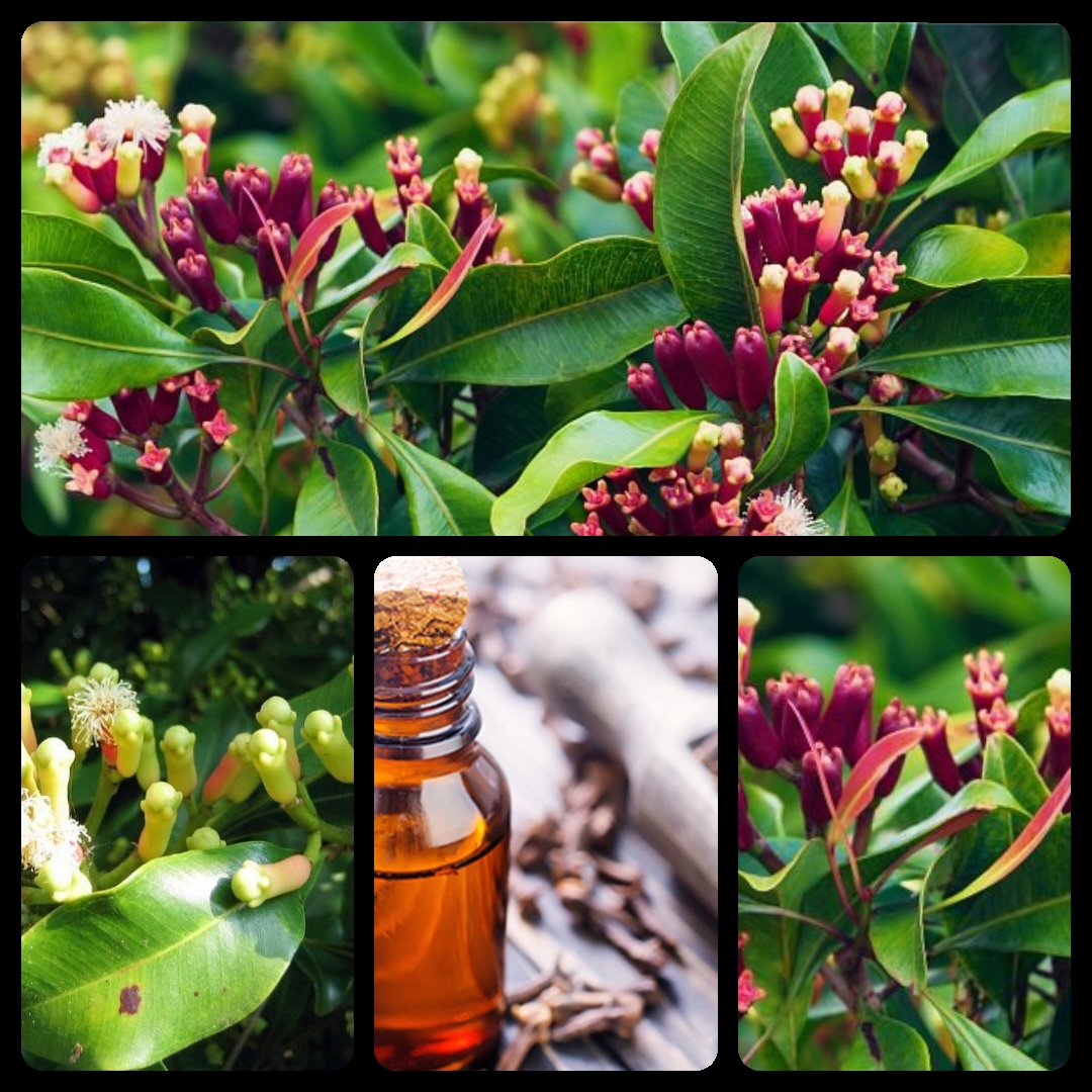 Tinh dầu Đinh hương 10ml nguyên chất từ thiên nhiên - Mộc Mây