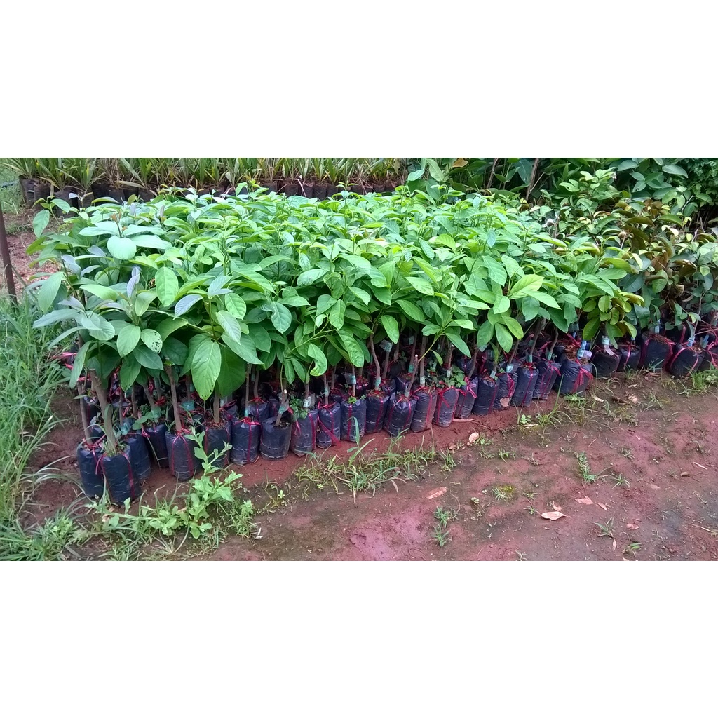 CÂY GIỐNG DÂU DA XANH 2 NĂM CHO TRÁI