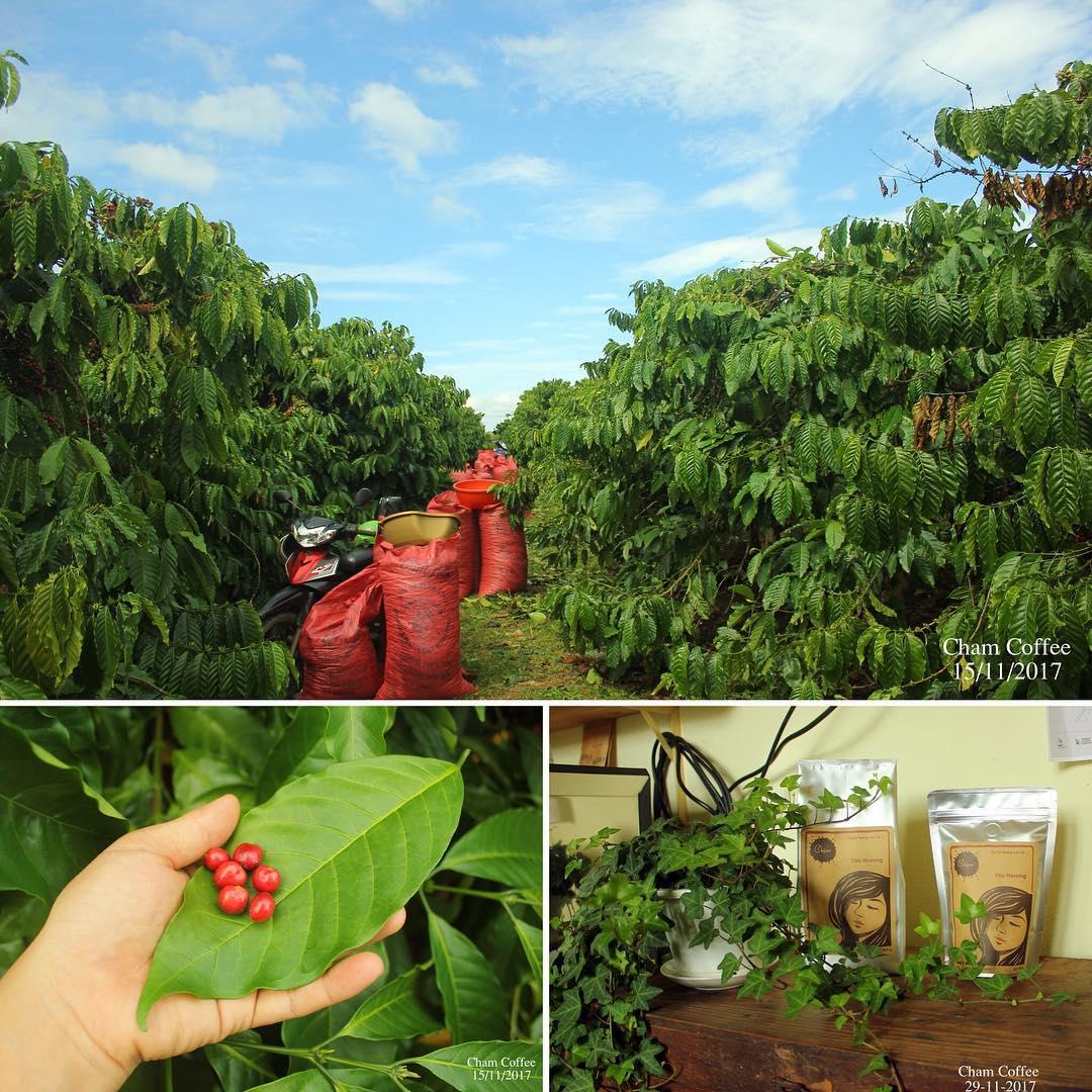 Set 10kg cà phê nhân robusta