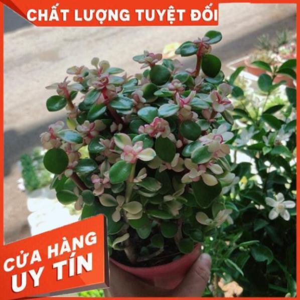 Sen đá đô la trắng