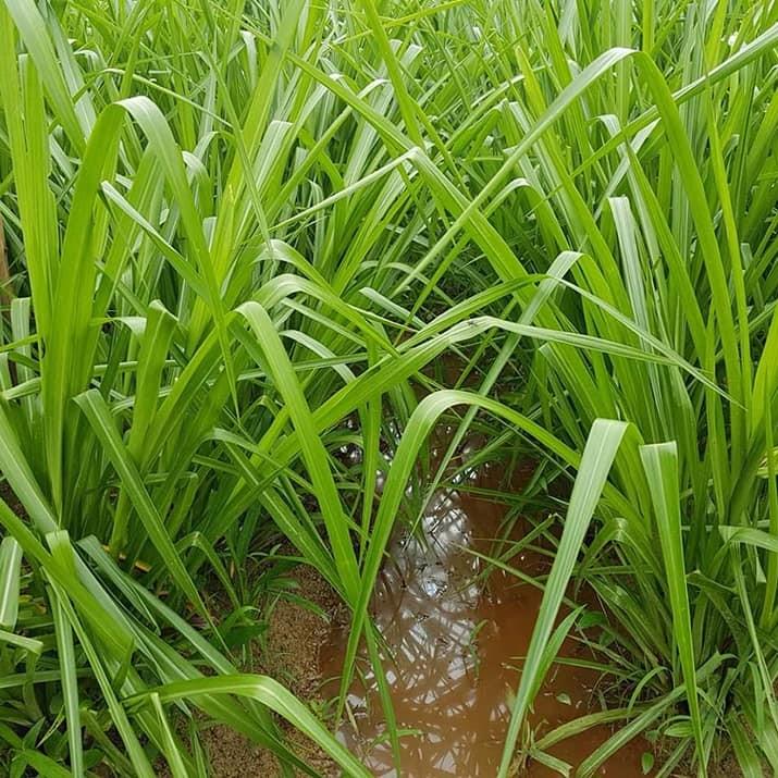 Hạt Giống Cỏ Paspalum Atratum - Cỏ Chịu Ngập Úng, CHịu Ngập Nước Rất Tốt