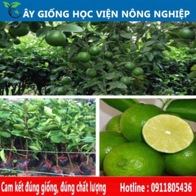 Sản phẩm Cây Ăn Trái cây giống chanh không hạt