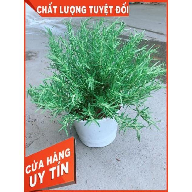 Chậu Hương Thảo Size Đại