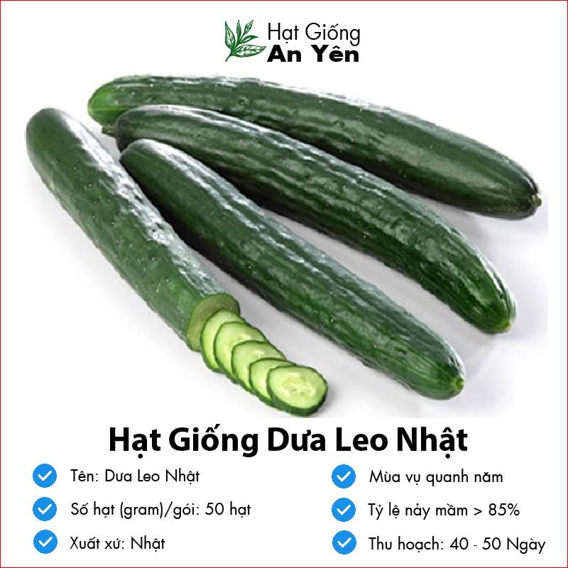 Hạt giống Dưa Leo Nhật thu hoạch sớm, dễ trồng, nảy mầm cao, sinh trưởng khoẻ