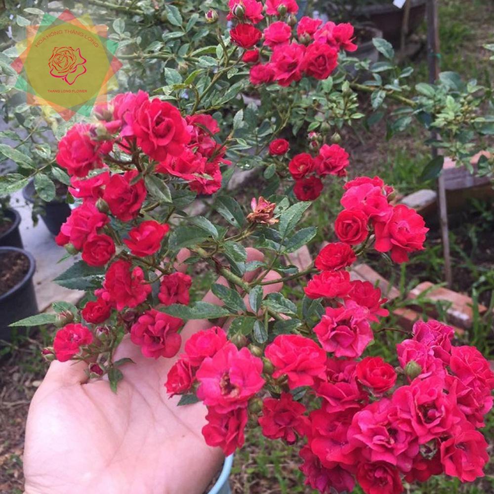 Cây hoa hồng ngoại Red Fairy đỏ bông chùm (leo) - Hoa hồng Thăng Long Flower