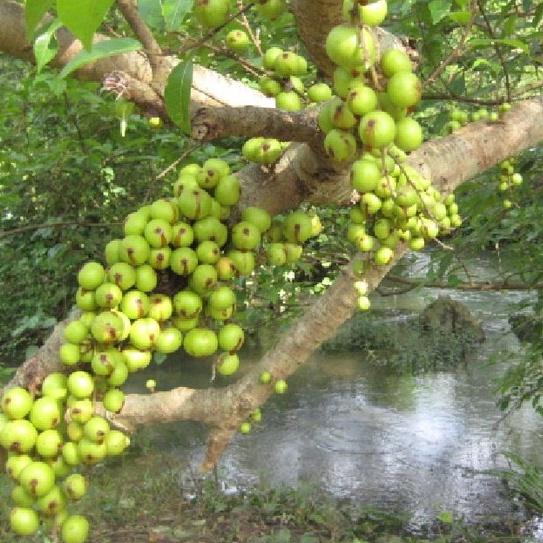 Hạt giống sung bon sai  dể trồng f1-gói 10 hạt/tặng kèm gói phân bón lót