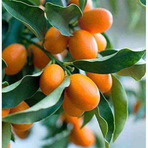 Cây giống QUẤT NGỌT - Cây giống F1