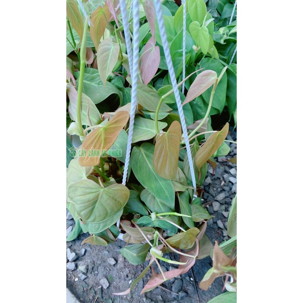 Cây Trầu bà Mican hàng đẹp