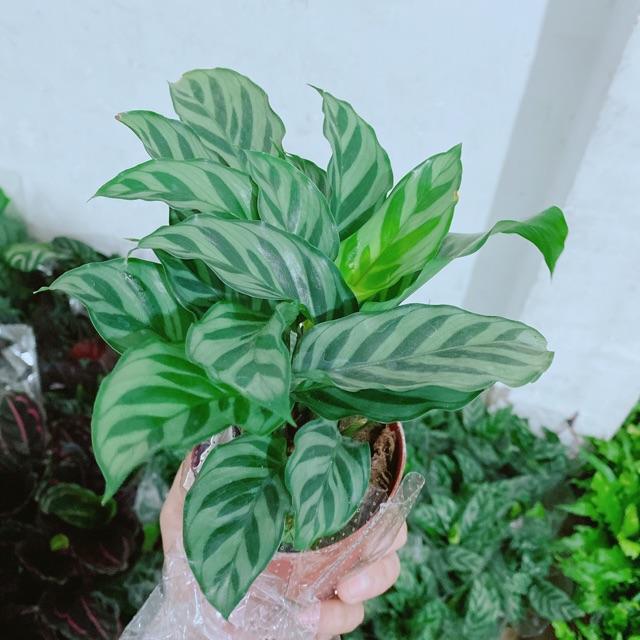 Cây Đuôi Công Xanh