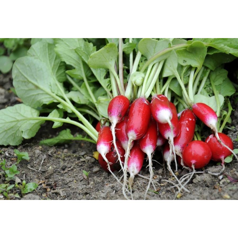 Phân trùn quế nguyên chất Lavamix (2kg)
