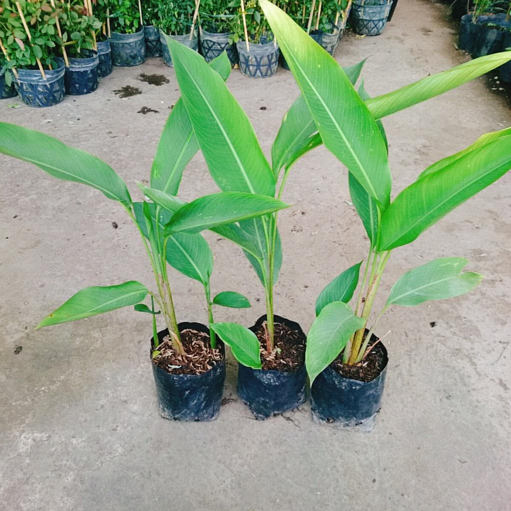 Cây chuối thiên điểu - cây chuối mỏ két cao 50-60 cm + tặng phân bón cho cây mau lớn