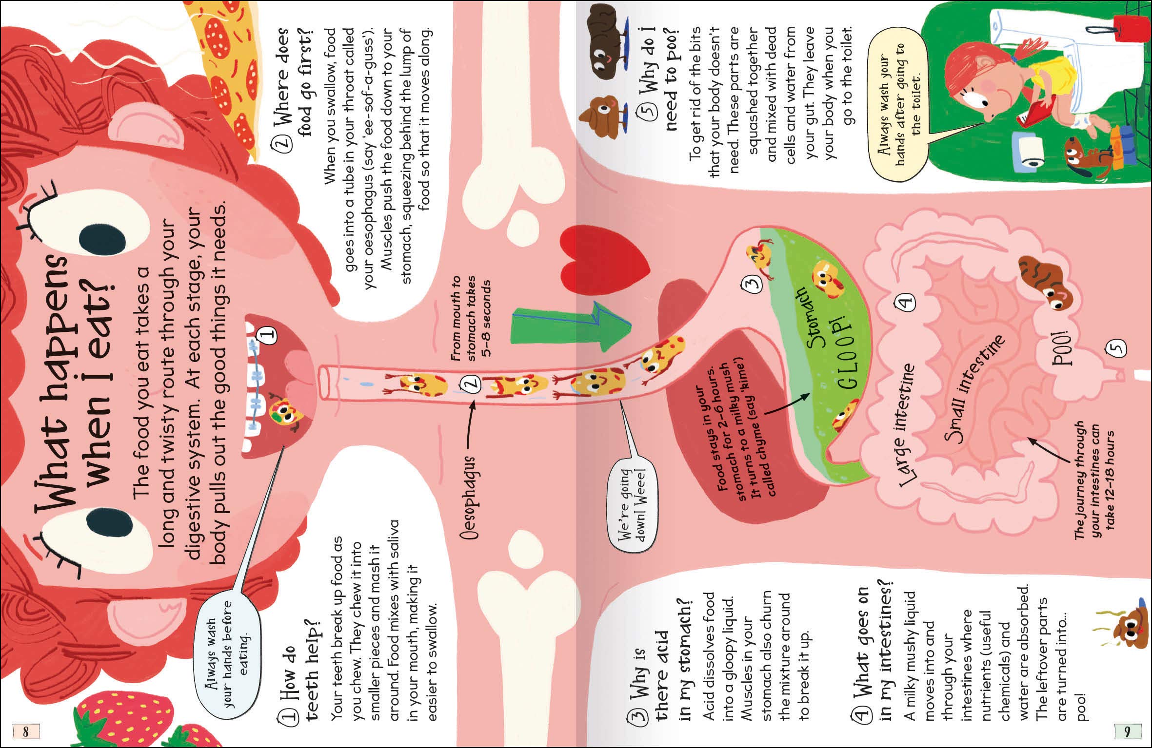 Curious Questions & Answers About My Body