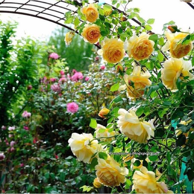 Hoa hồng Golden Celebration Rose-bầu to lớn, cây trưởng thành trưởng thành