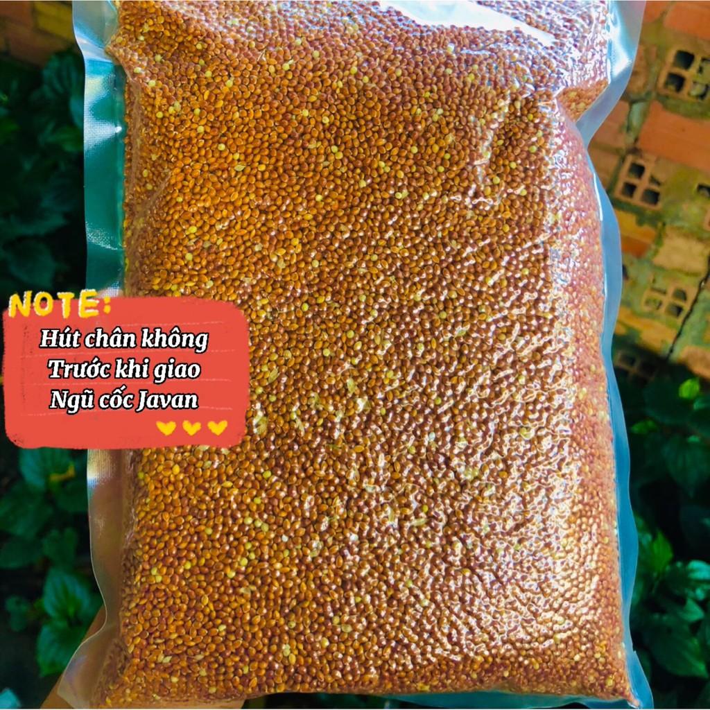 Hạt kê, kê đỏ hạt bóng cho chim cảnh, Vẹt, chim Yến Phụng, chim cu gáy, Hamster và các dòng chim sẻ