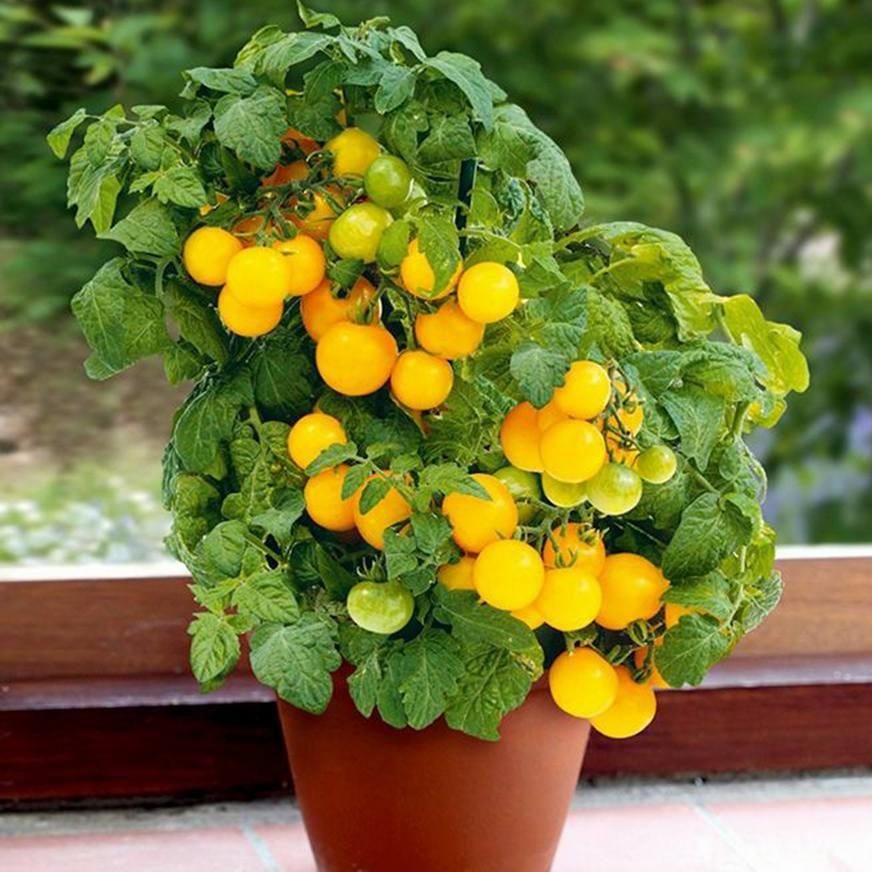 Hạt giống cà chua bi lùn vàng 30 hạt/gói