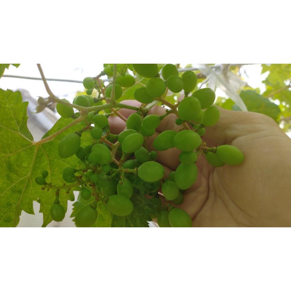 SẢN PHẨM: CÂY GIỐNG NHO MẪU ĐƠN