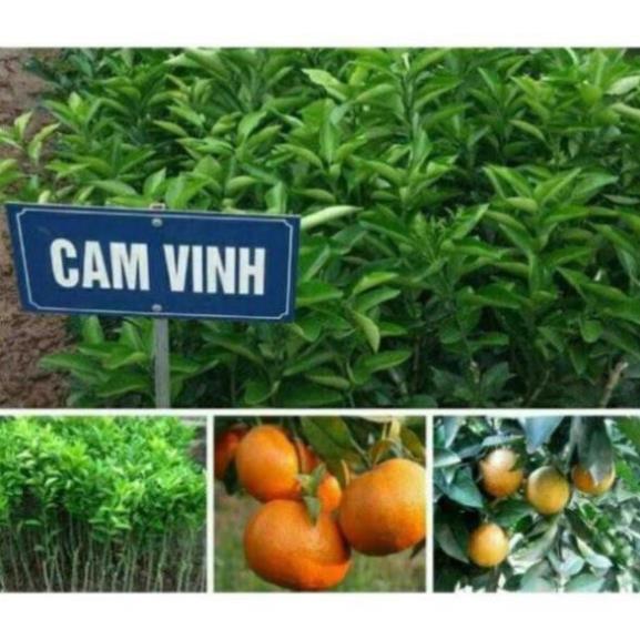 Cây Giống Cam Vinh