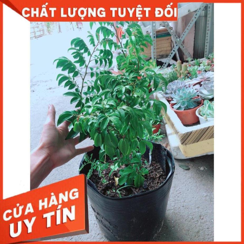 Cây Khế Nhiều Trái To